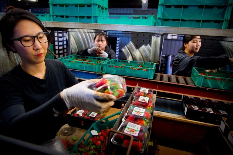 Former farm supervisor charged over Australia strawberry sabotage