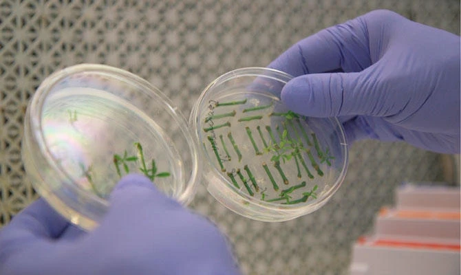 Next generation of biotech food heading for grocery stores