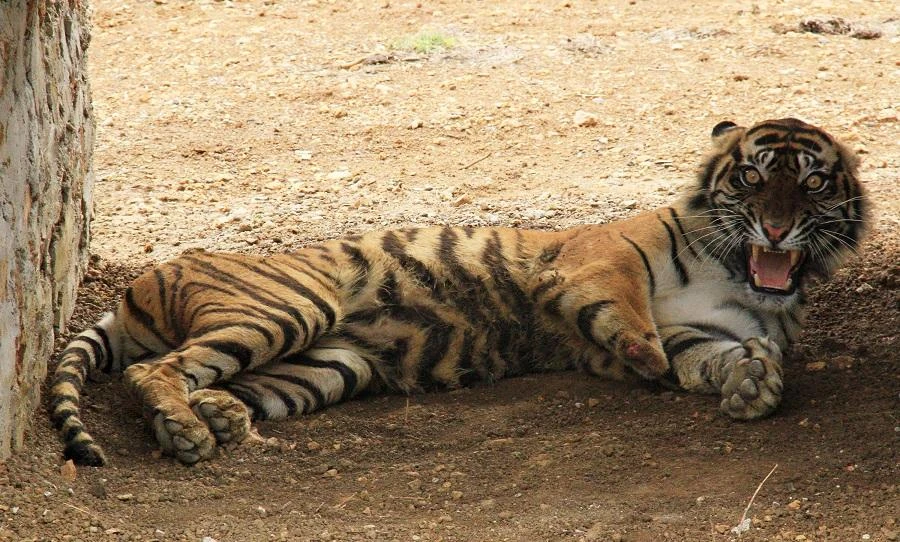 Rare Sumatran tiger rescued from beneath shop in Indonesia