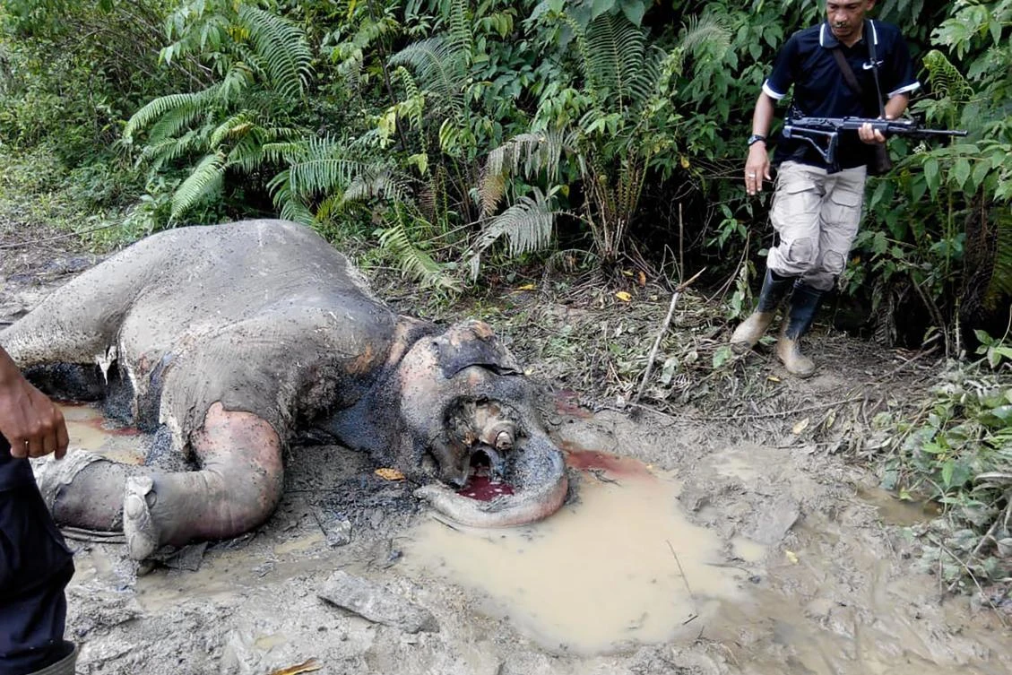 Sumatran elephant found dead with missing tusks in Indonesia