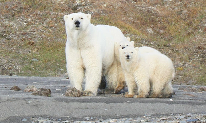 Study finds robust polar bear population in sea near Alaska