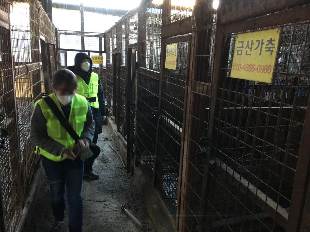 The Taepyeong-dong complex in Seongnam city, south of Seoul, houses at least six dog slaughterhouses that could hold several hundred animals at a time. (Humane Society/AFP)