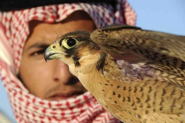 Falconry exhibition brings 26 oases together while promoting Saudi identity and culture