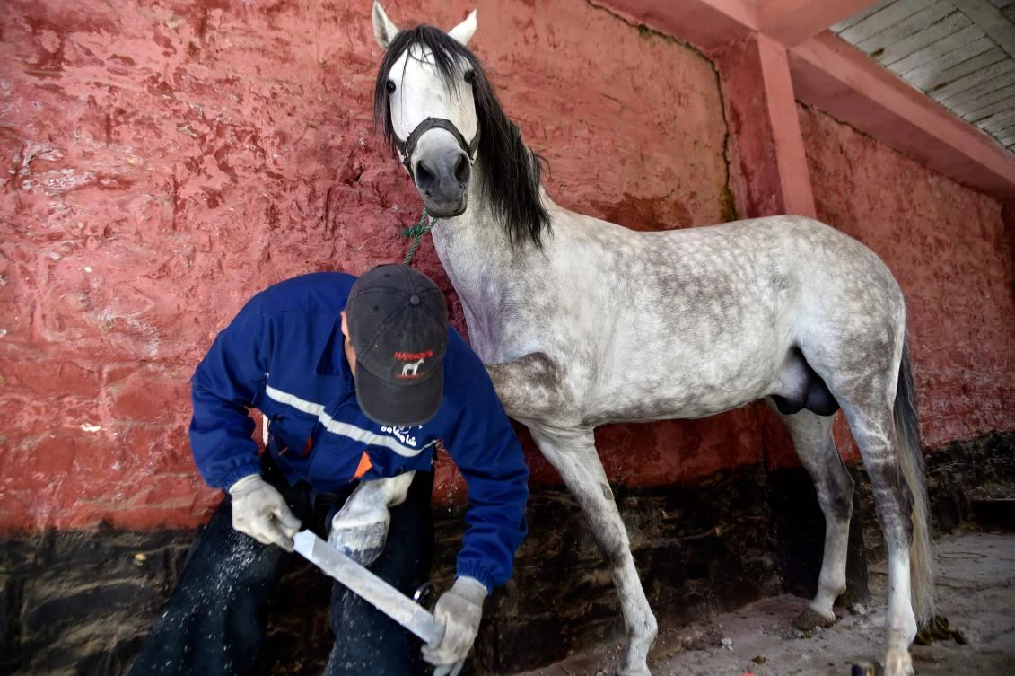 Algerian farrier Meddah Larbi installs a horseshoe onto a horse at a horse breeding farm, one of the oldest and largest farm in Algeria, perched on the high plateaux in the country's Tiaret region, 300 Kilometres west of Algiers, on April 24, 2018. (AFP)