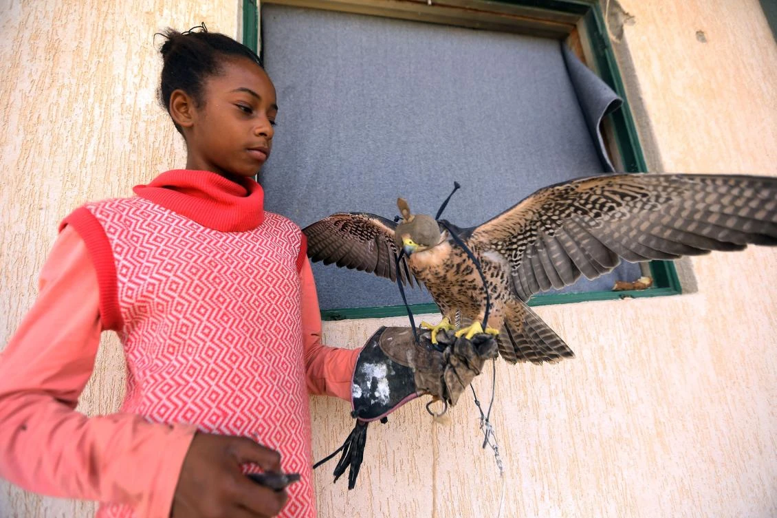 A Libyan girl holds a falcon in Tawergha, 260 km east of the Libyan capital Tripoli. Displaced families from Tawergha, a town which sided with Libya’s leader Muammar Qaddafi before his ouster in a 2011 revolt, have been able to return to their homes after seven years. (AFP)