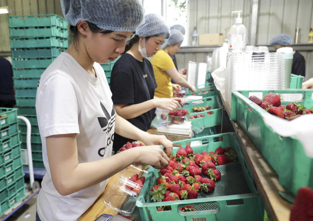 In September, more than 200 incidents of needles hidden in strawberries were reported in Australia. (File/AP)