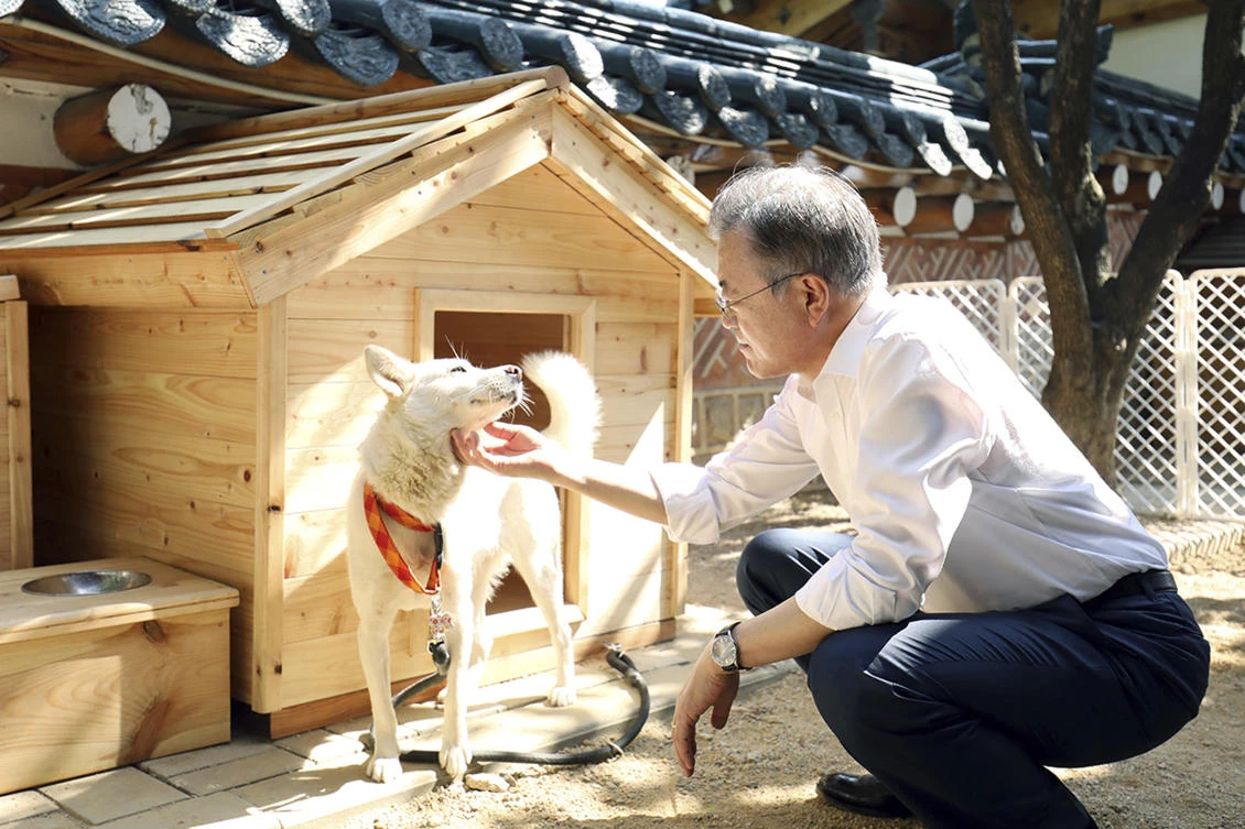 South Korean President Moon Jae-in touches a white Pungsan dog, named Gomi, from North Korea. (AP)