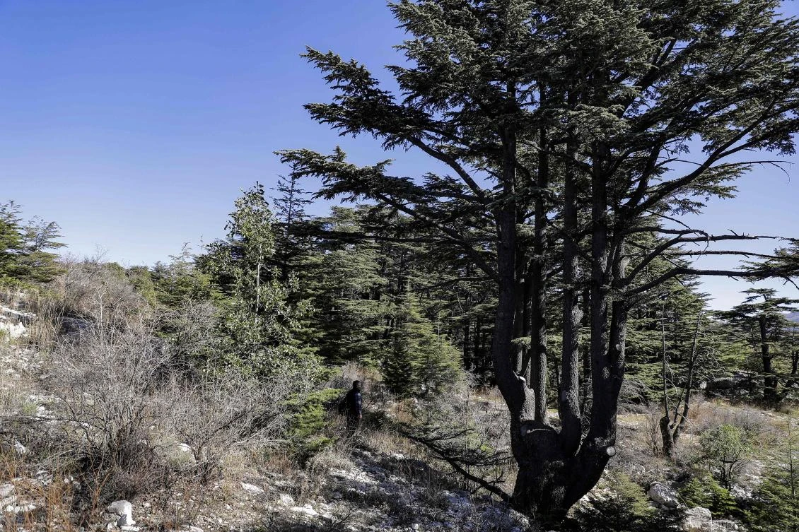Nabil Nemer, a Lebanese entomologist and ecologist, walks through the Cedars Reserve Forest of Tannourine in the Lebanon mountains northeast of the capital Beirut on October 30, 2018. (AFP)