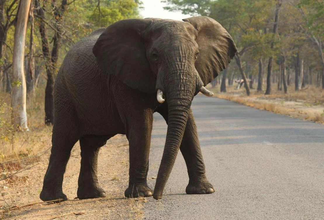 After car hits Thai elephant, animal kills driver