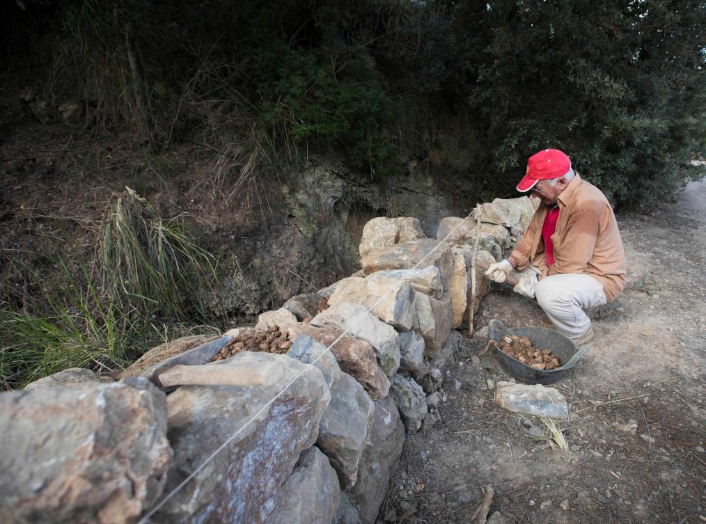 Tomeu Piza builds a wall in his farm using the dry stone technique in Esporles on the Spanish Balearic Island of Mallorca on December 11, 2018. The art of dry stone walling, inscribed in 2018 on the Representative List of the Intangible Cultural Heritage of Humanity, (sometimes called drystack) is a building method by which structures are constructed from stones without any mortar to bind them together. Dry stone structures are stable because of their unique construction method, which is characterized by the presence of a load-bearing facade of carefully selected interlocking stones. / AFP / JAIME REINA