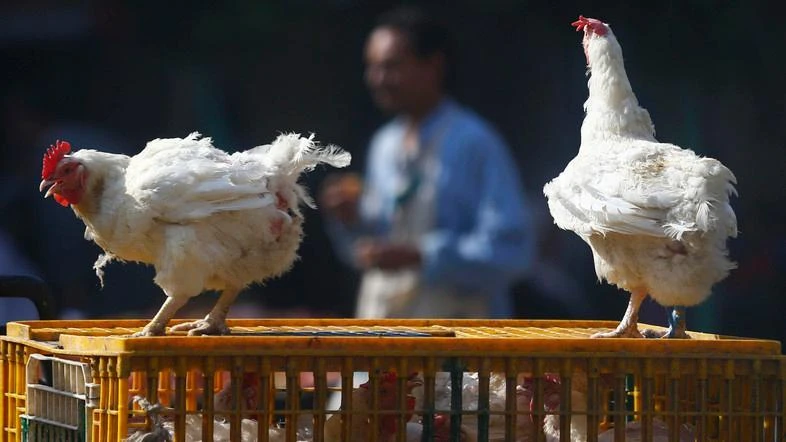 Five birds died of the virus with the rest of the flock slaughtered. (File photo: Reuters)