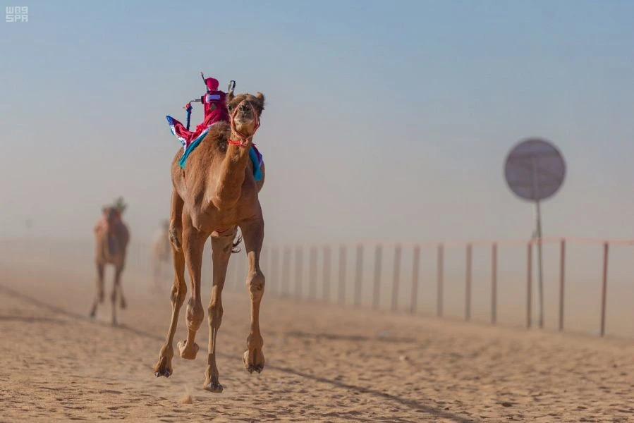 Camel-racing in the region’s famous Empty Quarter is a renowned legacy among the area’s ancient tribes. (SPA)
