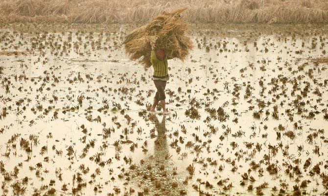 A Kashmiri farmer carries hay in an agricultural field during foggy conditions south of Srinagar on November 27, 2018. (AFP)