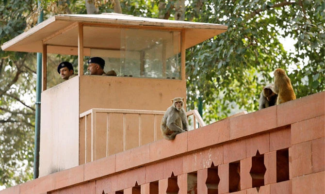 Monkeys run amok in India’s corridors of power