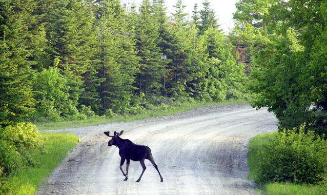 In this June 2001, file photo, a bull moose crosses a logging road near Kokajo, Maine, on the eastern side of Moosehead Lake. (AP)