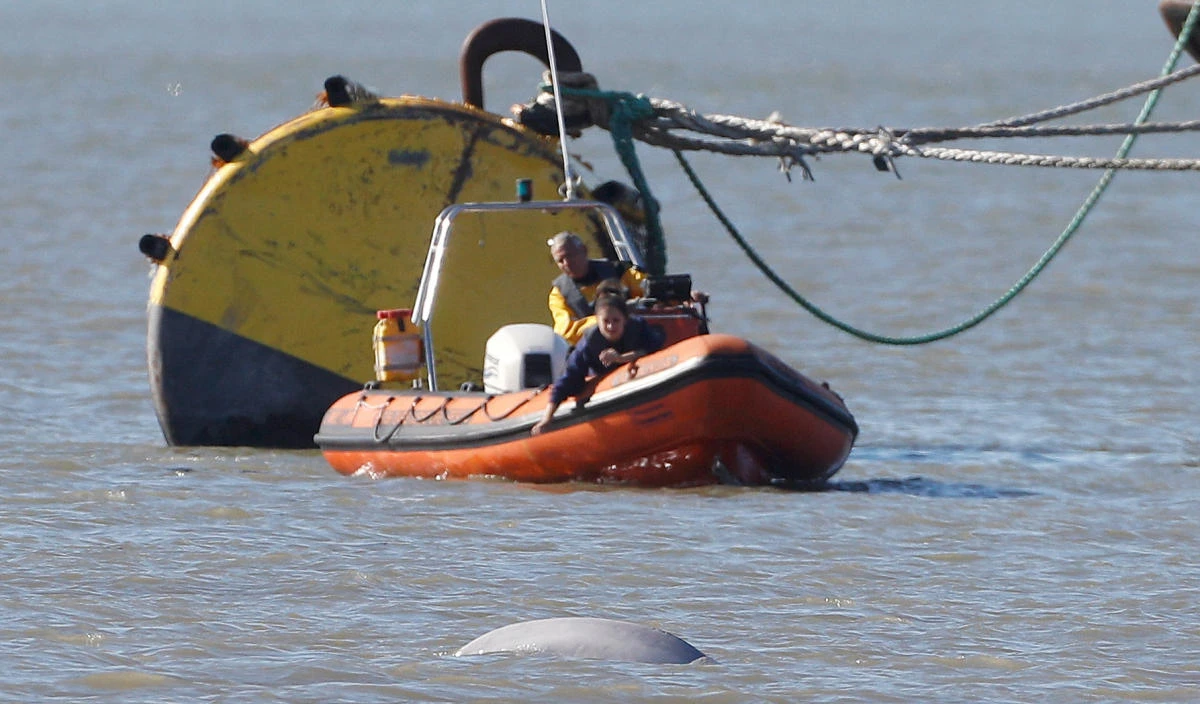 ‘Benny the Beluga’ facing Christmas in the Thames far from home