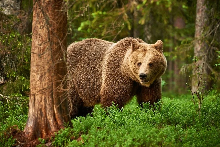 Woman punches bear, gets help from dog to survive attack