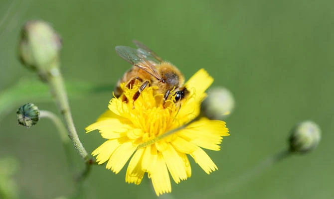 Scientists create bee vaccine to fight off ‘insect apocalypse’