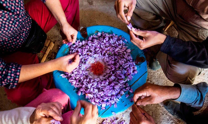 Moroccan saffron farmers battle knockoff spices