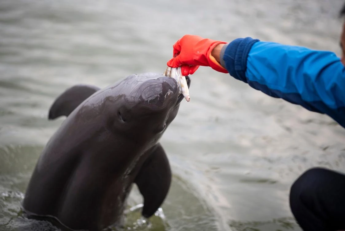 Smiling at danger, China’s finless porpoise fights to survive