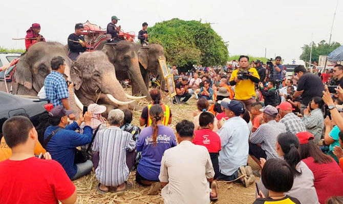 Elephants join search in Thailand for missing 2-year-old boy