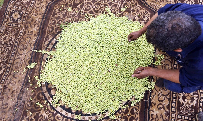Libya’s ‘green gold’ olive industry hit by export ban