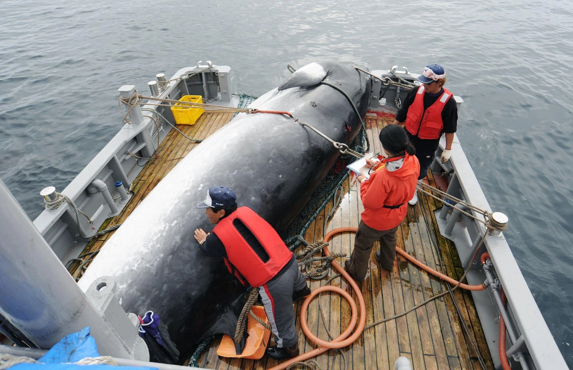 Japan will resume commercial whaling, but not in Antarctic