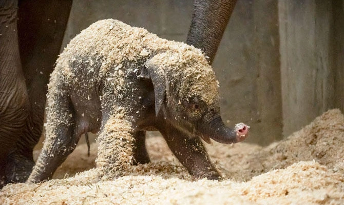 This undated file photo provided by Columbus Zoo and Aquarium shows an Asian baby elephant, born Thursday, Dec. 6, 2018, in Powell, Ohio. (AP)