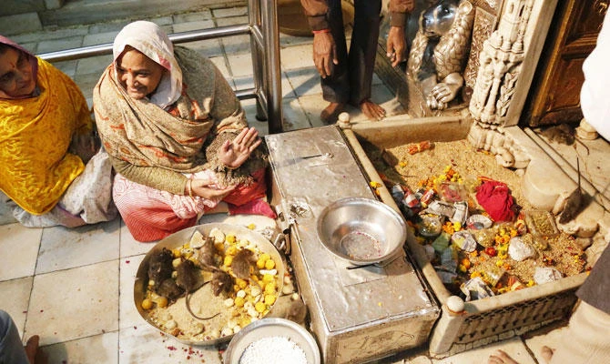The Indian market where rat earns top price