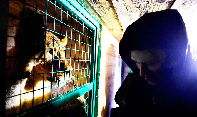 Runaway lion, wounded elk find home in Russian shelter