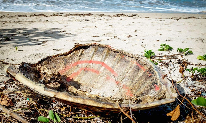 ’All lives matter’: Indonesia saves tsunami-stranded turtles