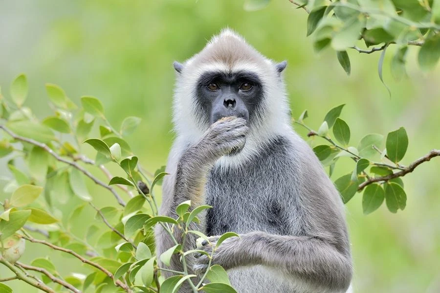 Leaf-eating langurs are among the most endangered primate species in the world and are only found in the northern part of Vietnam. (Shutterstock)