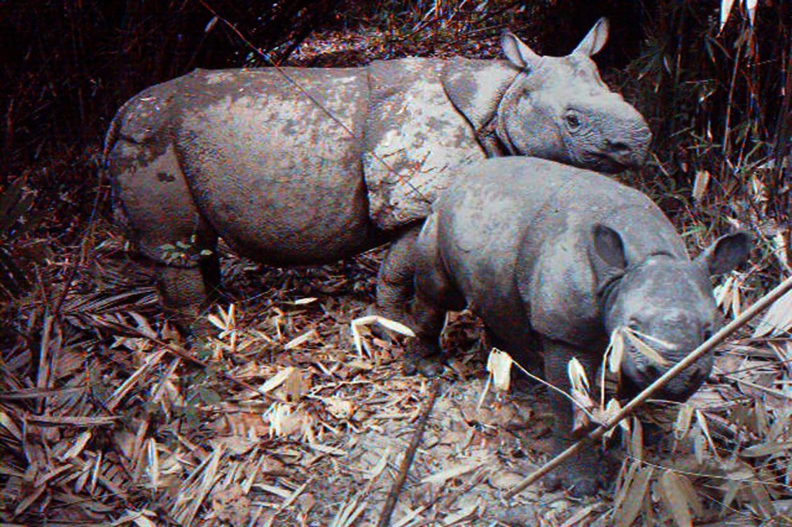 The rhinos’ current sanctuary in the park comprises some 5,100 hectares (12,600 acres) of lush rainforest and freshwater streams. (File/AFP)