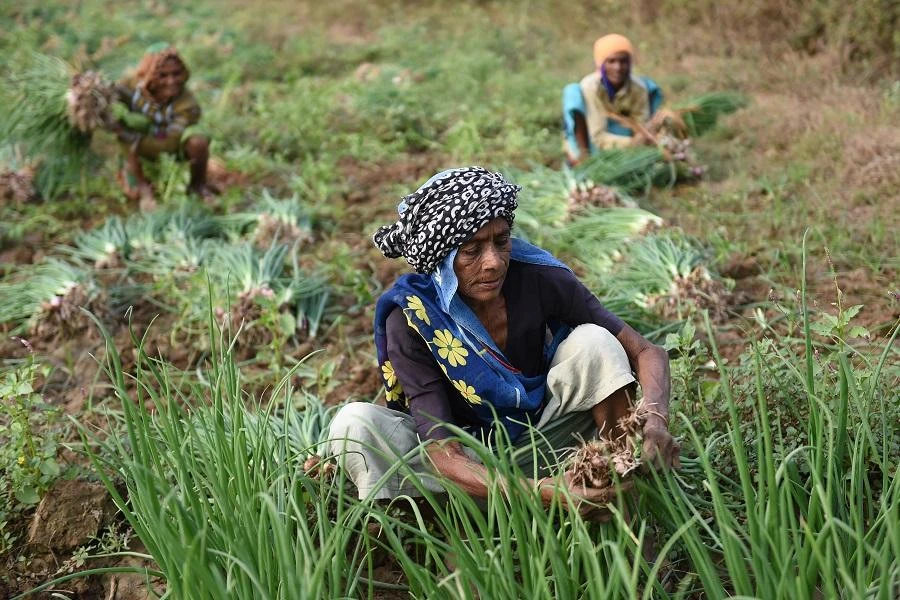 The government is keen to find a way to get money to farmers as quickly and simply as possible so that they can feel the benefits before the election. (File/AFP)
