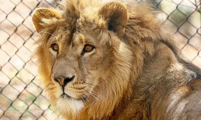 The lion was shot and killed after attempts to tranquilize the animal failed. (AP)