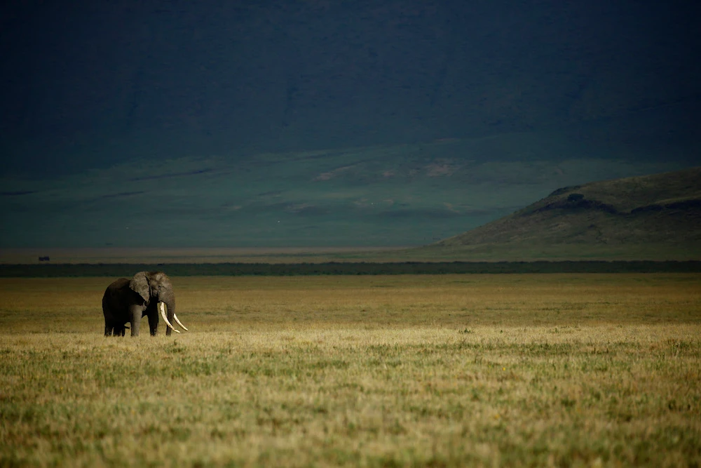 2018 Young Photographer of the Year Skye Meaker has been asked to speak at Davos with the South African delegation attending the conference - here are some beautiful images and examples of his work. (Skye Meaker)