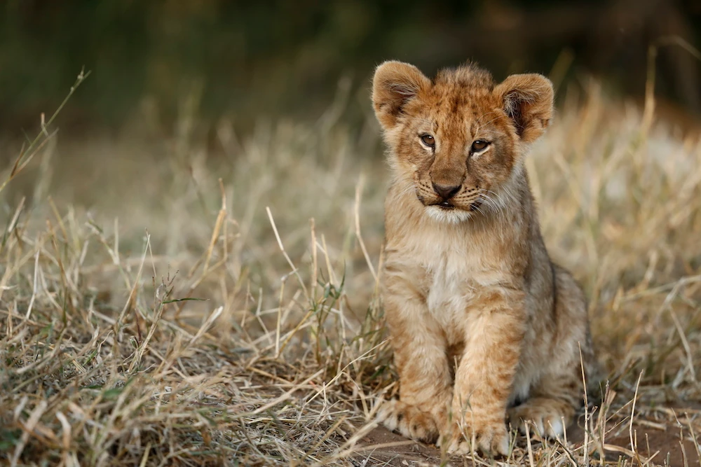 2018 Young Photographer of the Year Skye Meaker has been asked to speak at Davos with the South African delegation attending the conference - here are some beautiful images and examples of his work. (Skye Meaker)