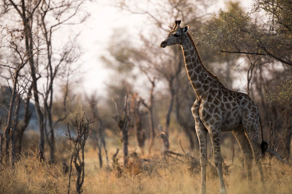 2018 Young Photographer of the Year Skye Meaker has been asked to speak at Davos with the South African delegation attending the conference - here are some beautiful images and examples of his work. (Skye Meaker)