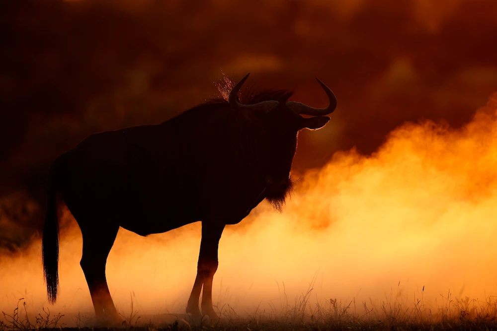 2018 Young Photographer of the Year Skye Meaker has been asked to speak at Davos with the South African delegation attending the conference - here are some beautiful images and examples of his work. (Skye Meaker)