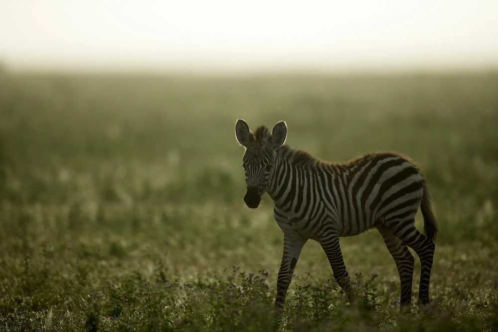 2018 Young Photographer of the Year Skye Meaker has been asked to speak at Davos with the South African delegation attending the conference - here are some beautiful images and examples of his work. (Skye Meaker)