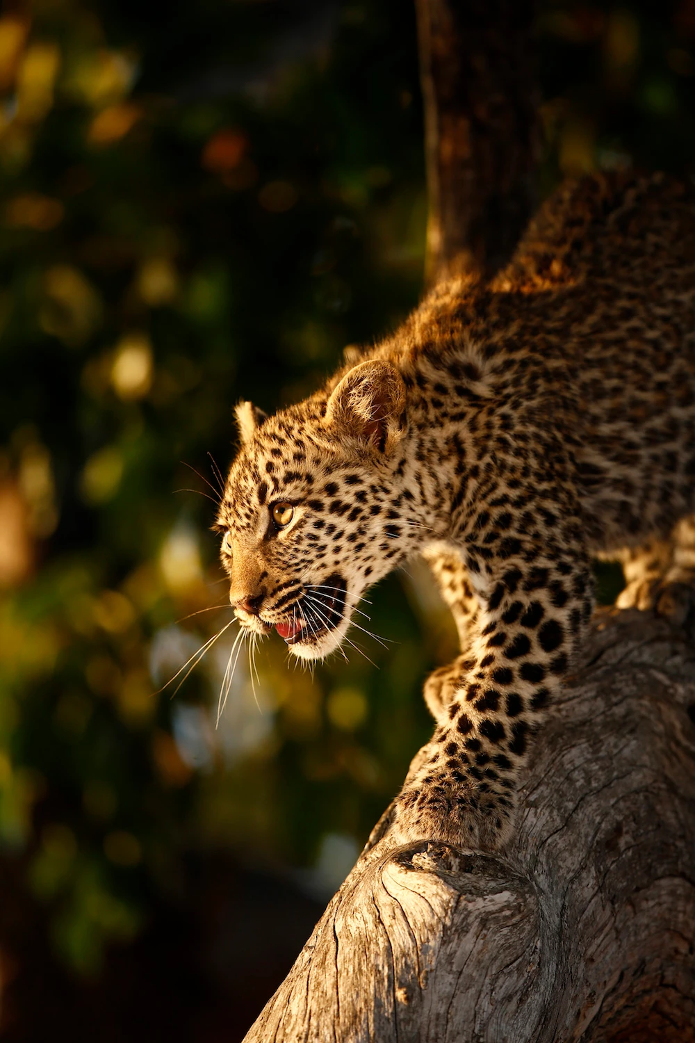 2018 Young Photographer of the Year Skye Meaker has been asked to speak at Davos with the South African delegation attending the conference - here are some beautiful images and examples of his work. (Skye Meaker)