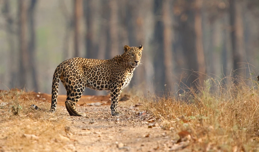Runaway leopard returns to Indian park after escape