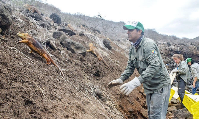 This handout photo released by the Galapagos National Park shows part of a group of 1,436 iguanas of the subspecies Conolophus subcristatus, from Seymour Norte island, being introduced to Santiago island as part of a conversation program in the Galapagos Islands, on January 7, 2019. (AFP)