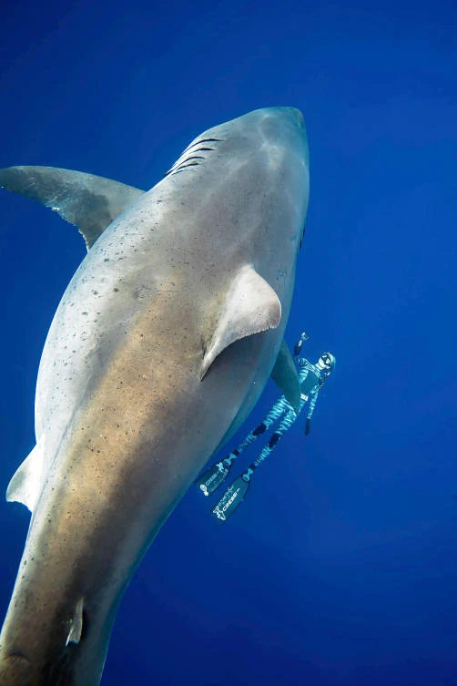 Giant great white shark swims with Hawaii divers
