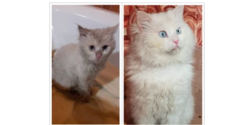 Meet the woman who reunites Syrian pets with their refugee owners