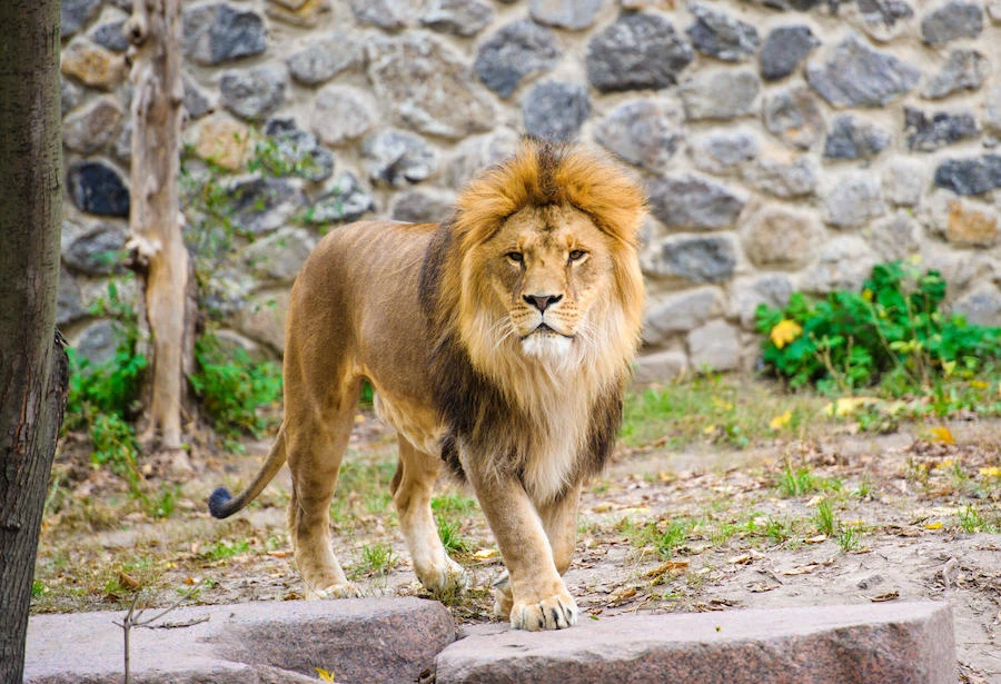 Indian man killed by lion after scaling zoo wall