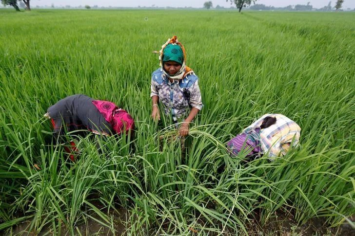 Agriculture workers make up about half India’s 1.3 billion people. (Reuters)