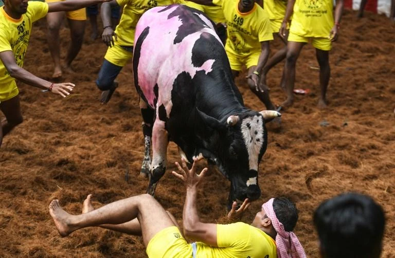 The annual bull-wrestling event ‘Jallikattu’ in Allanganallur village on the outskirts of Madurai in the southern state of Tamil Nadu has attracted the ire of animal activists. (AFP)