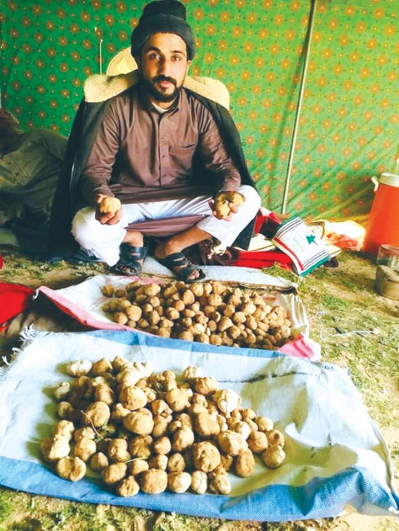Truffle hunting: Seeking Saudi Arabia’s ‘Diamonds in the dirt’