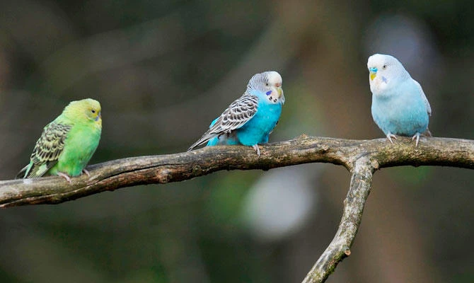 In this file photo taken on April 15, 2014 Budgerigars are pictured at Pairi Daiza animal park in Brugelette, Belgium. (AFP)